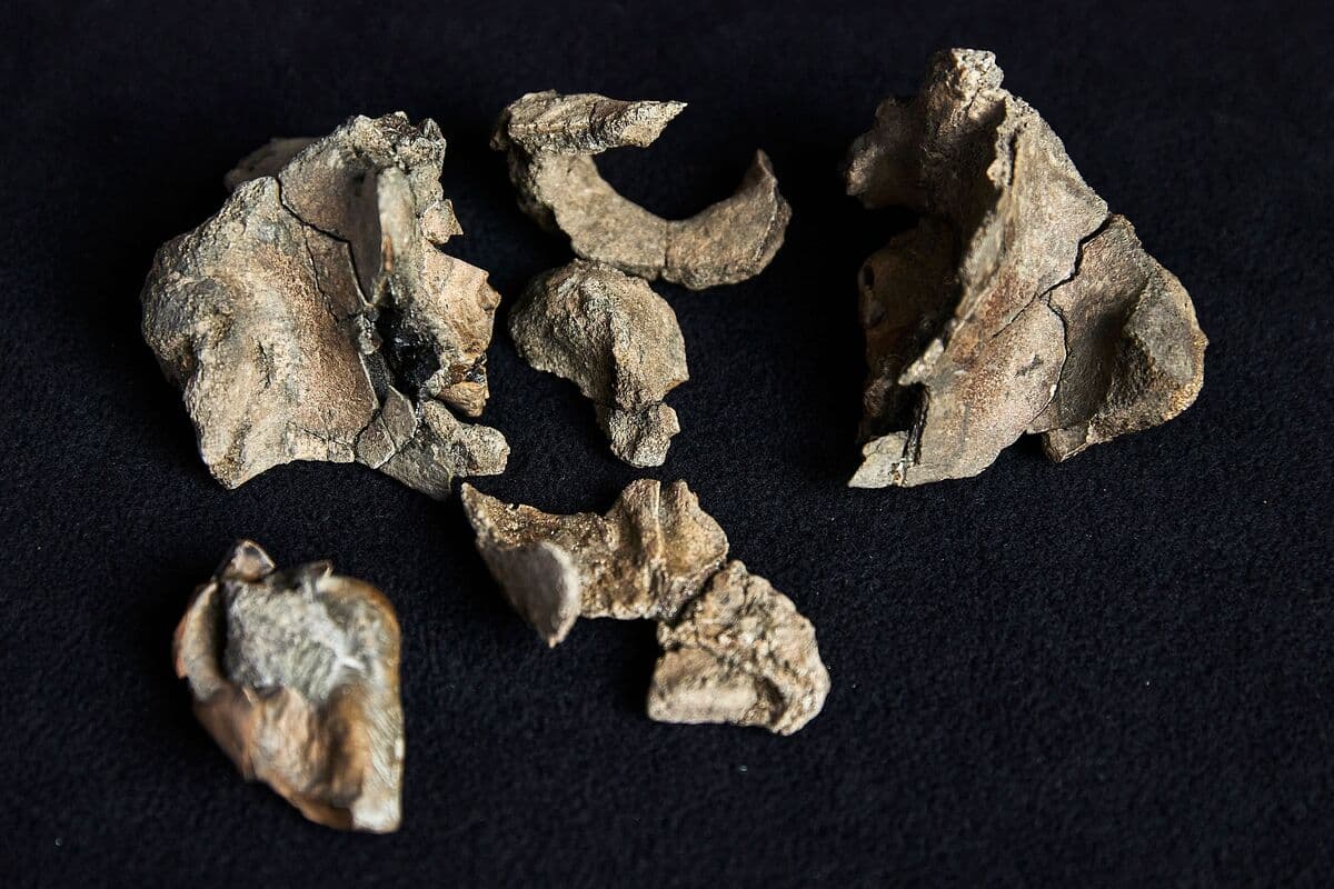 Oreille Interne de Baleine Fossilisée