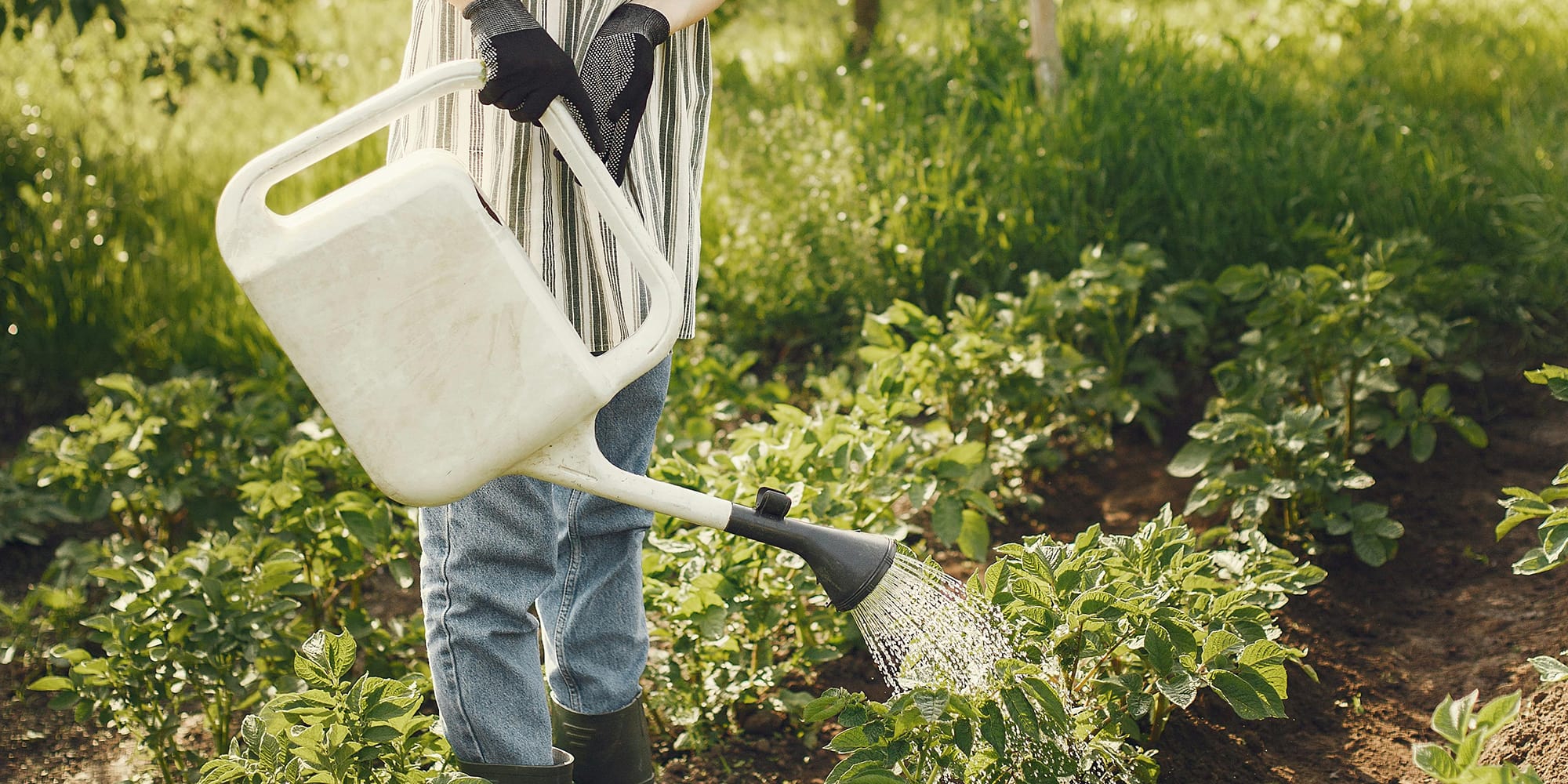 5 conseils pour économiser l’eau au jardin