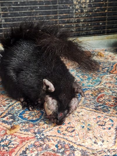 A squirrel with squirrel fibromatosis, caused by the deadly virus Leporipoxvirus
