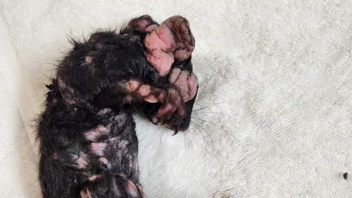 IN PICTURES | “Zombie squirrels” carrying a worrying virus increasingly observed in the United States IN PICTURES | “Zombie squirrels” carrying a worrying virus increasingly observed in the United States