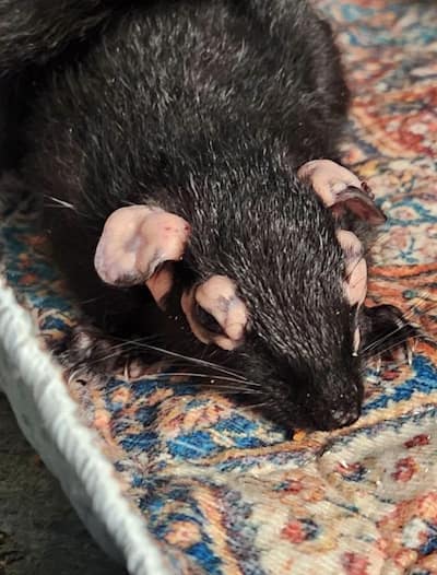 A squirrel with squirrel fibromatosis, caused by the deadly virus Leporipoxvirus