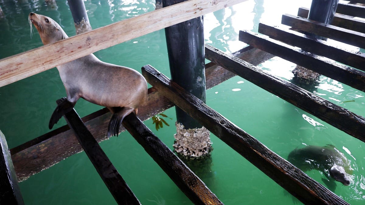 Città del Capo: un leone marino morde una donna e muore per lo stress Città del Capo: un leone marino morde una donna e muore per lo stress