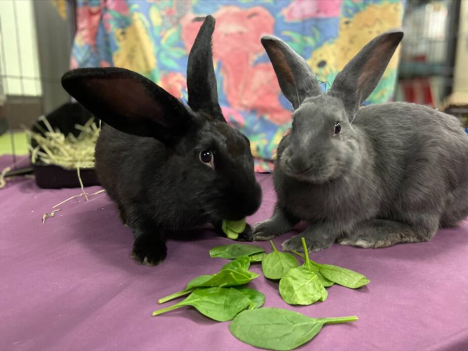 Image principale de l'article SPCA de Montréal : amical duo cherche compagnie