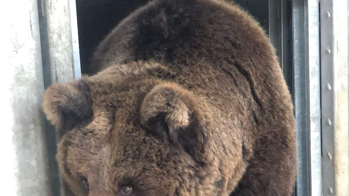 Iran: un ours brun battu à mort par des villageois