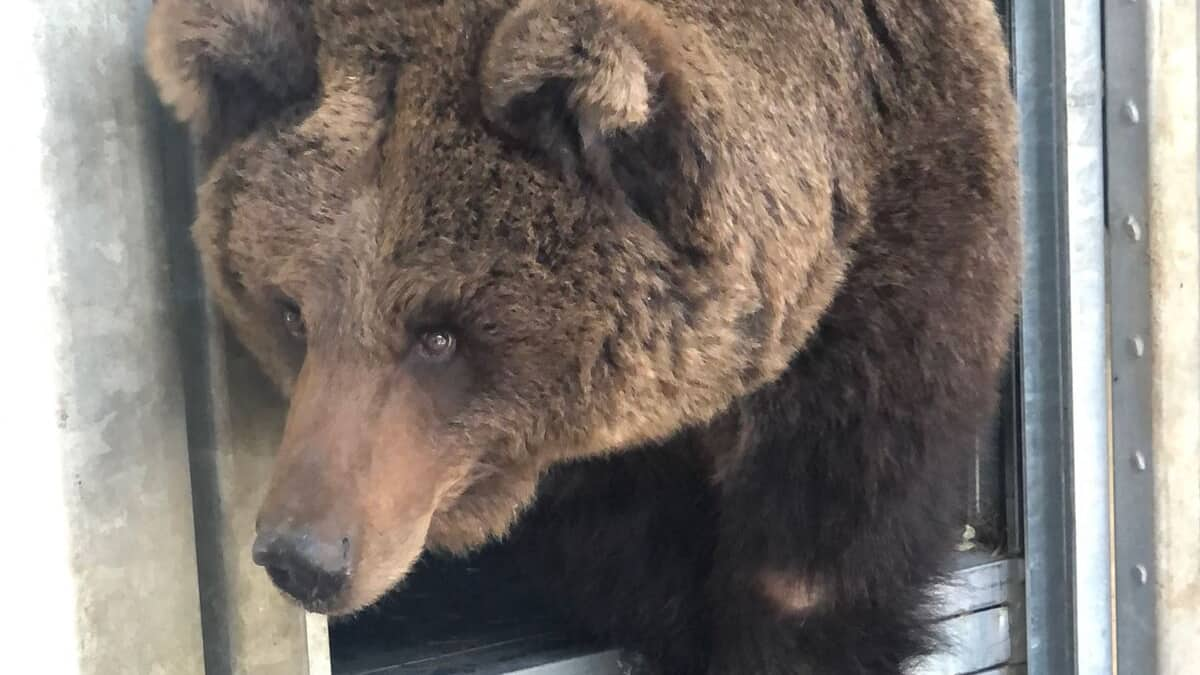 Iran: Brown bear beaten to death by villagers