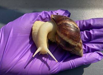 EN IMAGES | M&eacute;fiez-vous de cet escargot tueur