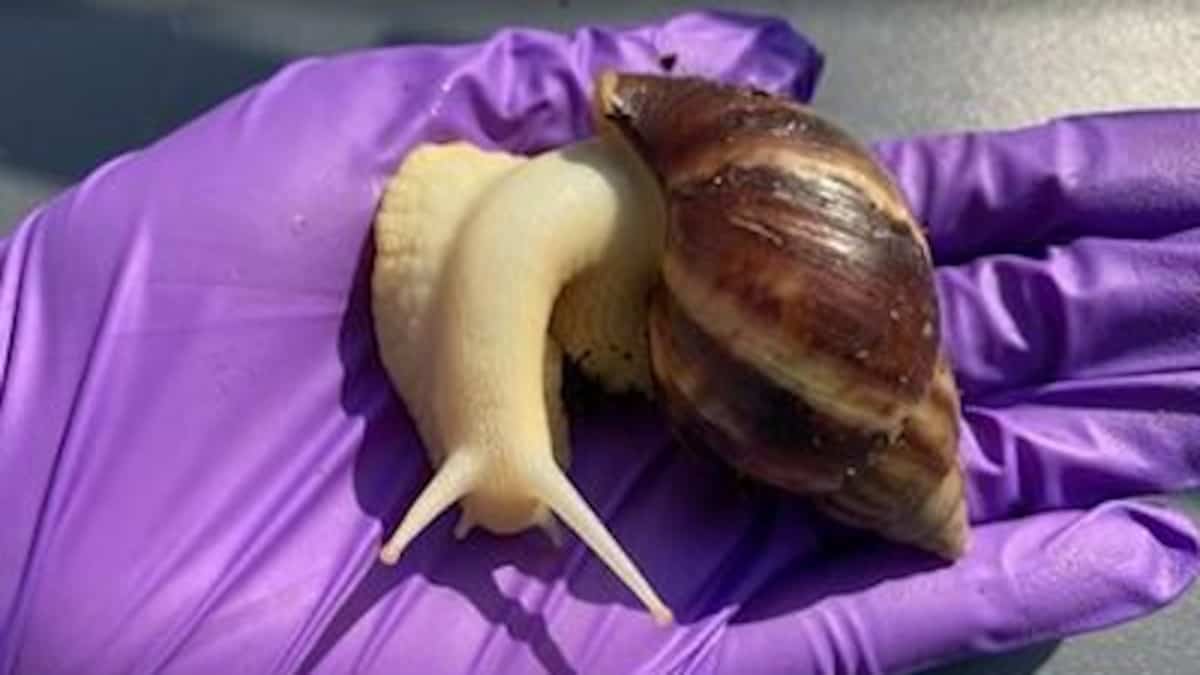 EN IMAGES | Méfiez-vous de cet escargot tueur