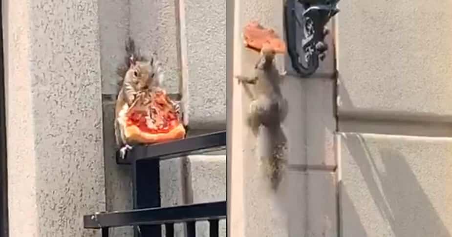 Image principale de l'article Un écureuil «baquet» mange une pointe de pizza