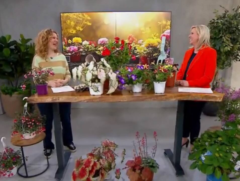 Fête des Mères : les plus belles plantes à offrir 