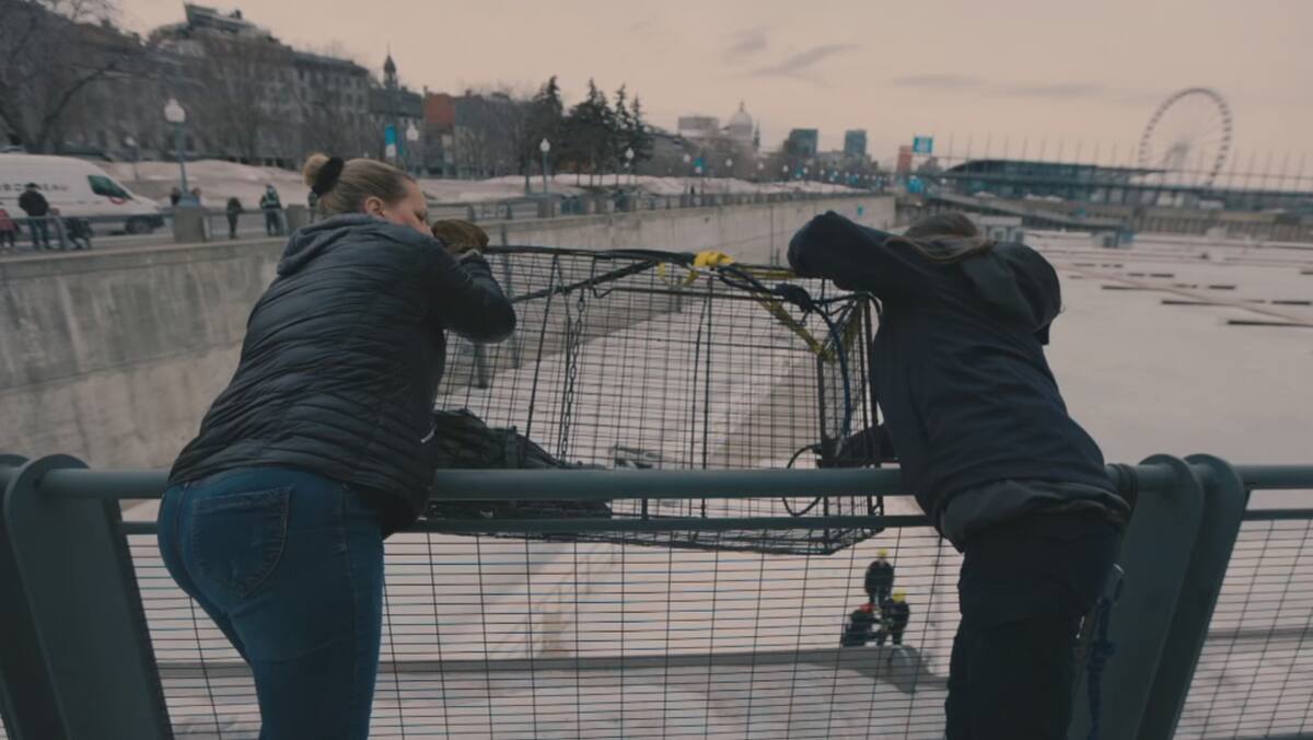 Le renard pris sur la glace devrait être sauvé aujourd'hui