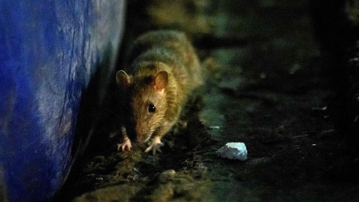 Quebec Rats Montréal doit s’attaquer aux rats | Le Journal de Montréal