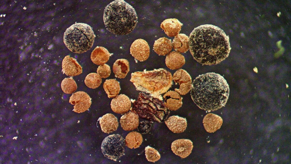 Une étude confirme que le Groenland était dépourvu de glace dans un passé pas si lointain