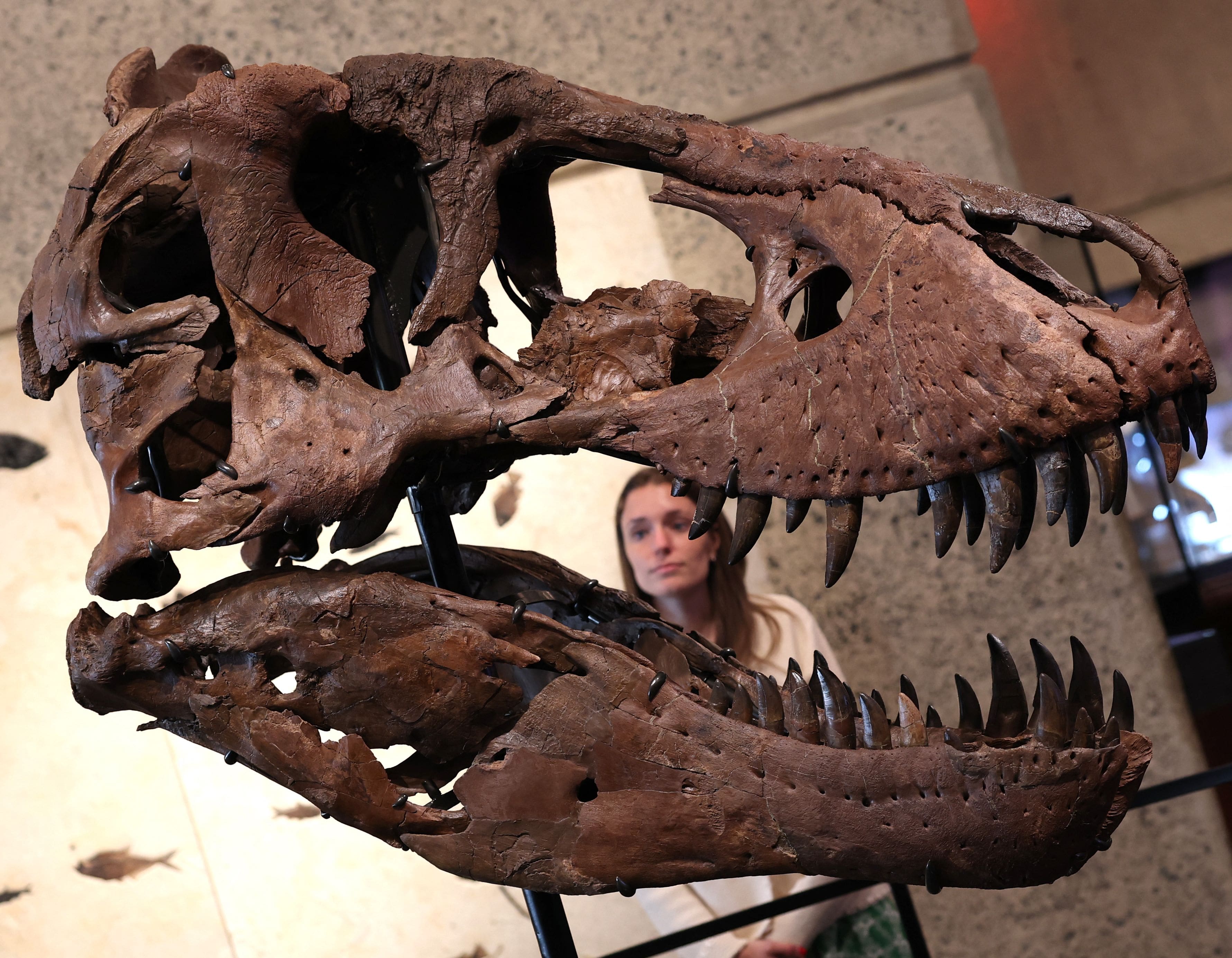A T-Rex skeleton sold for  million in New York, the most expensive ever sold