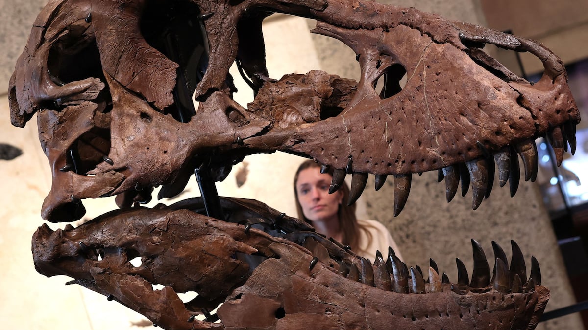 A T-Rex skeleton sold for million in New York, the most expensive ever sold A T-Rex skeleton sold for million in New York, the most expensive ever sold