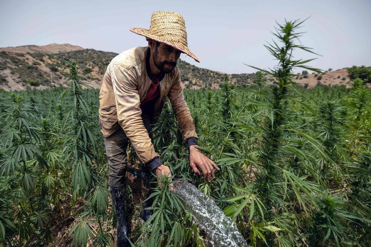 Au Maroc, des cultivateurs de cannabis sortent de la clandestinit&eacute;