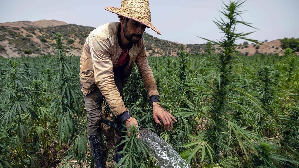Au Maroc, des cultivateurs de cannabis sortent de la clandestinité