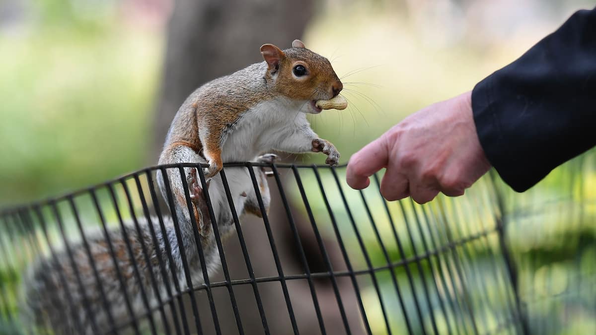 Un contraceptif contre la prolifération des écureuils gris