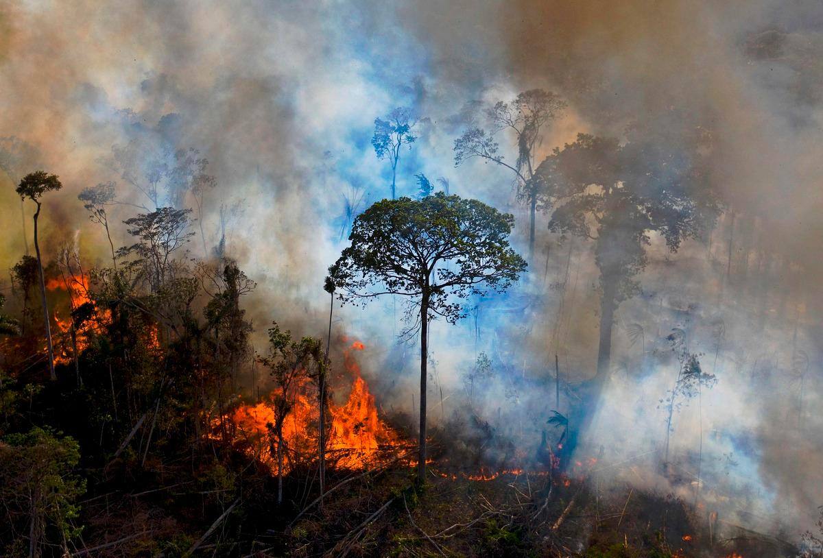 Les Causes De La Déforestation En Amazonie