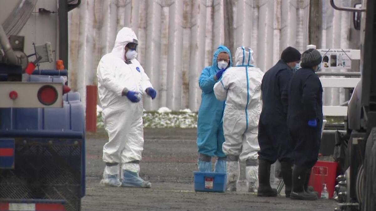 Un quatri&egrave;me site de Canards du Lac-Brome contamin&eacute;