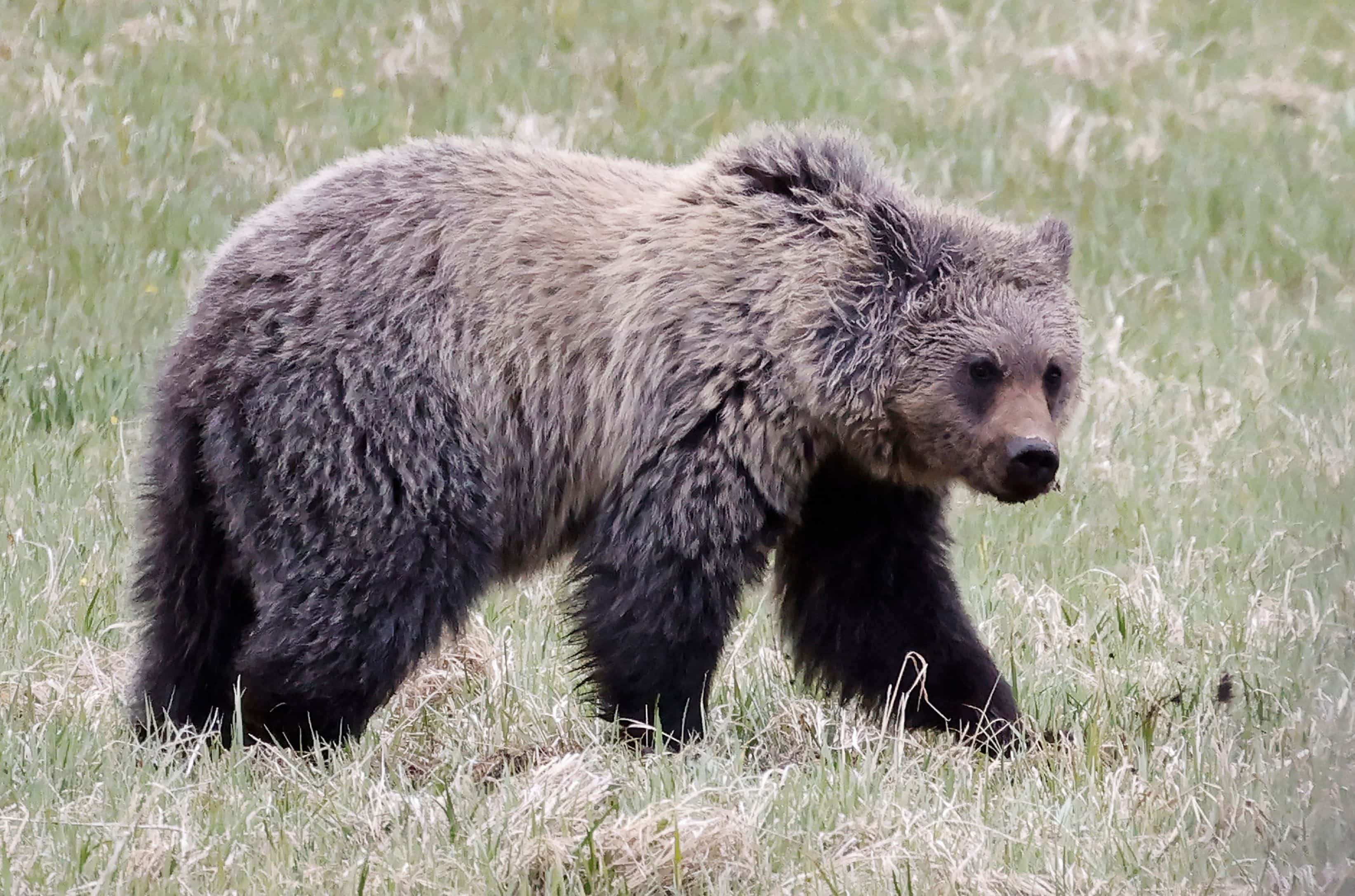 Un ours blesse quatre personnes au Japon