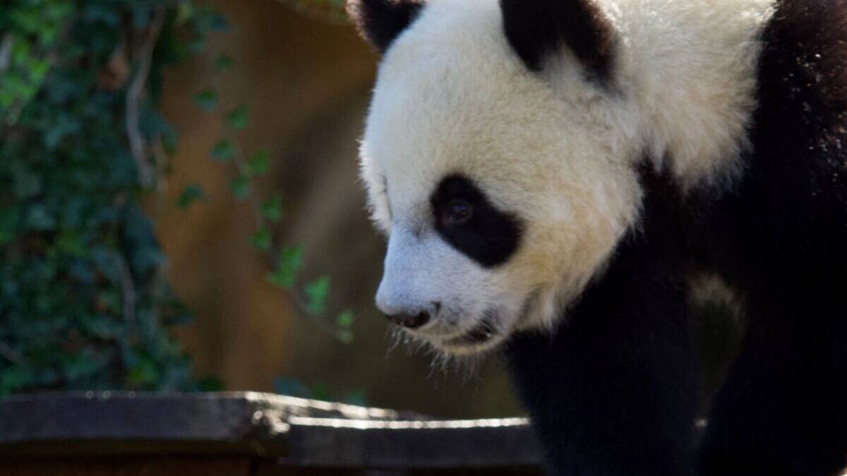 EN IMAGES | D'adorables jumelles pandas fêtent leur premier anniversaire