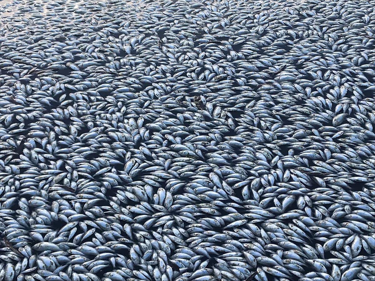 Animal Rain Phenomenon: An Australian town saw fish fall from the sky