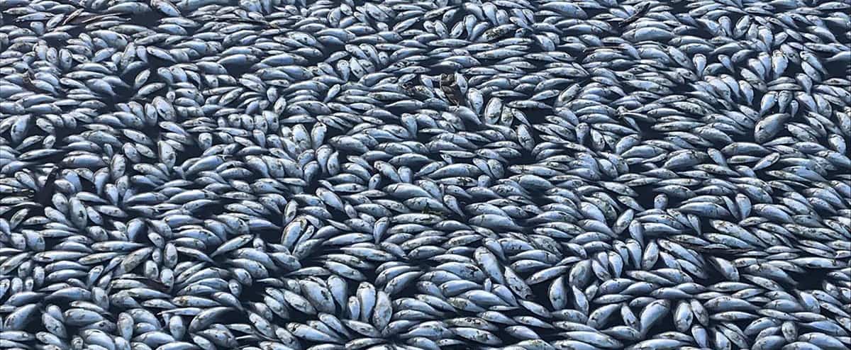 Animal Rain Phenomenon: An Australian town saw fish fall from the sky Animal Rain Phenomenon: An Australian town saw fish fall from the sky