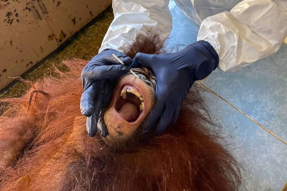 Image principale de l'article Des orangs-outans testés pour le coronavirus