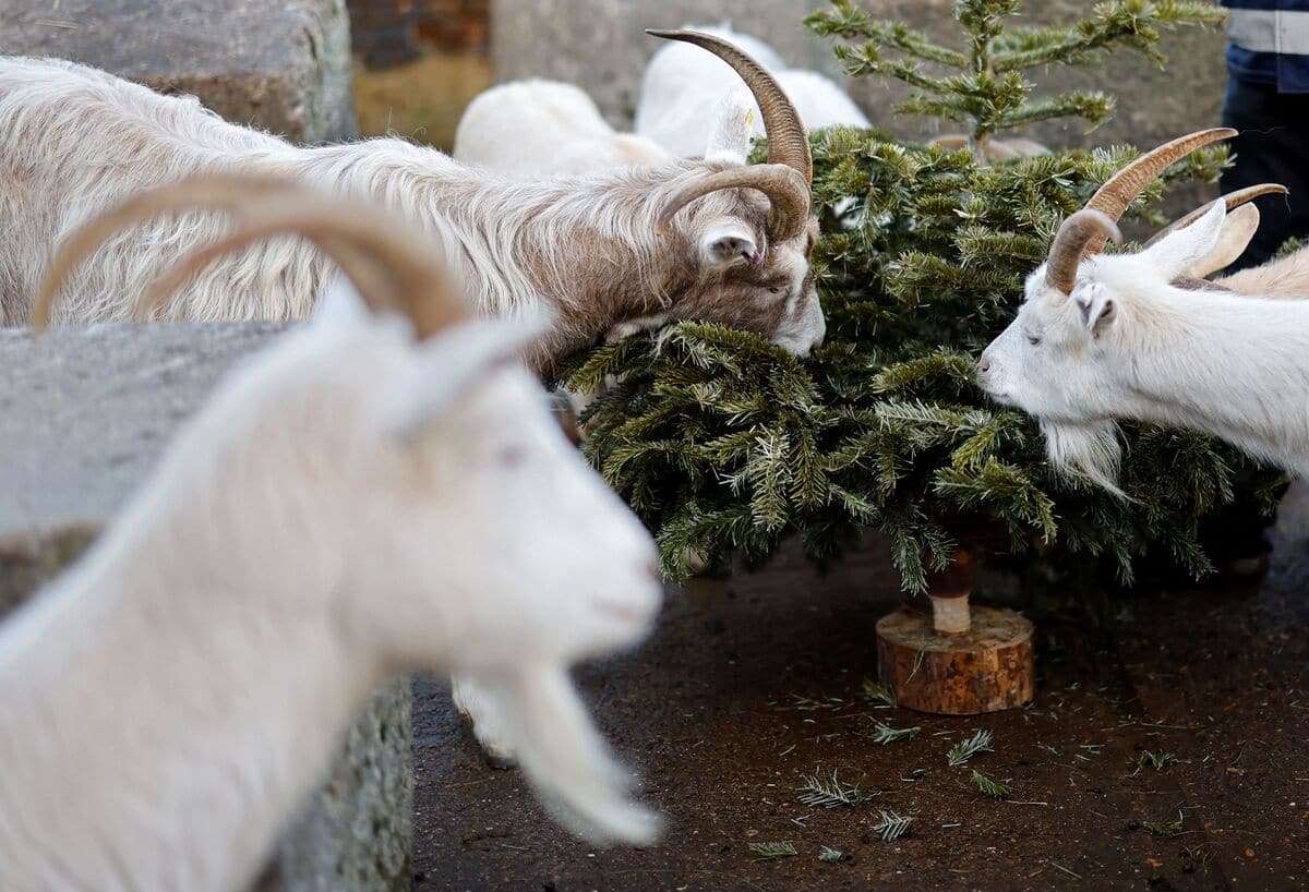 Des ch&egrave;vres se r&eacute;galent de vieux sapins de No&euml;l