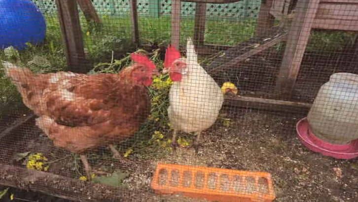 Grippe aviaire: Baie-Comeau prend les devants