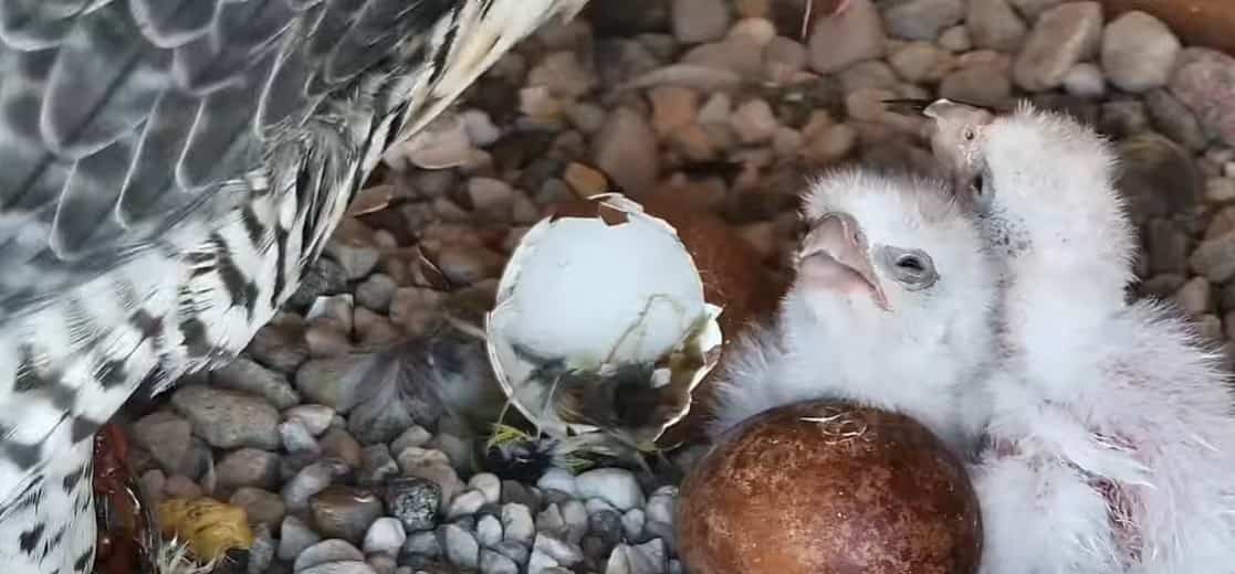 EN IMAGES | Deux fauconneaux naissent à l’Université de Montréal