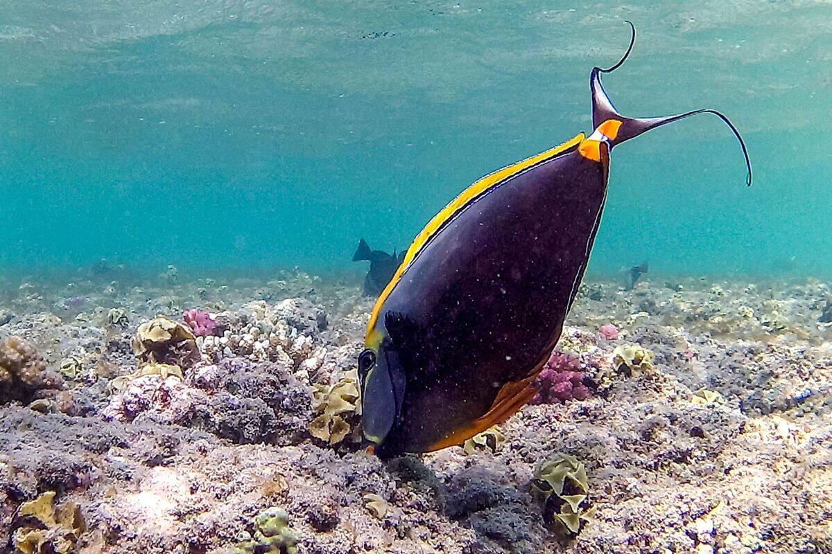 What if the oceans acted as CO2 sponges?