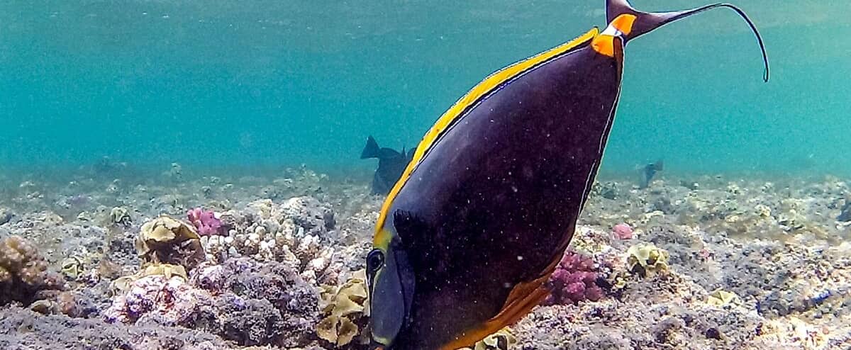 What if the oceans acted as CO2 sponges? What if the oceans acted as CO2 sponges?