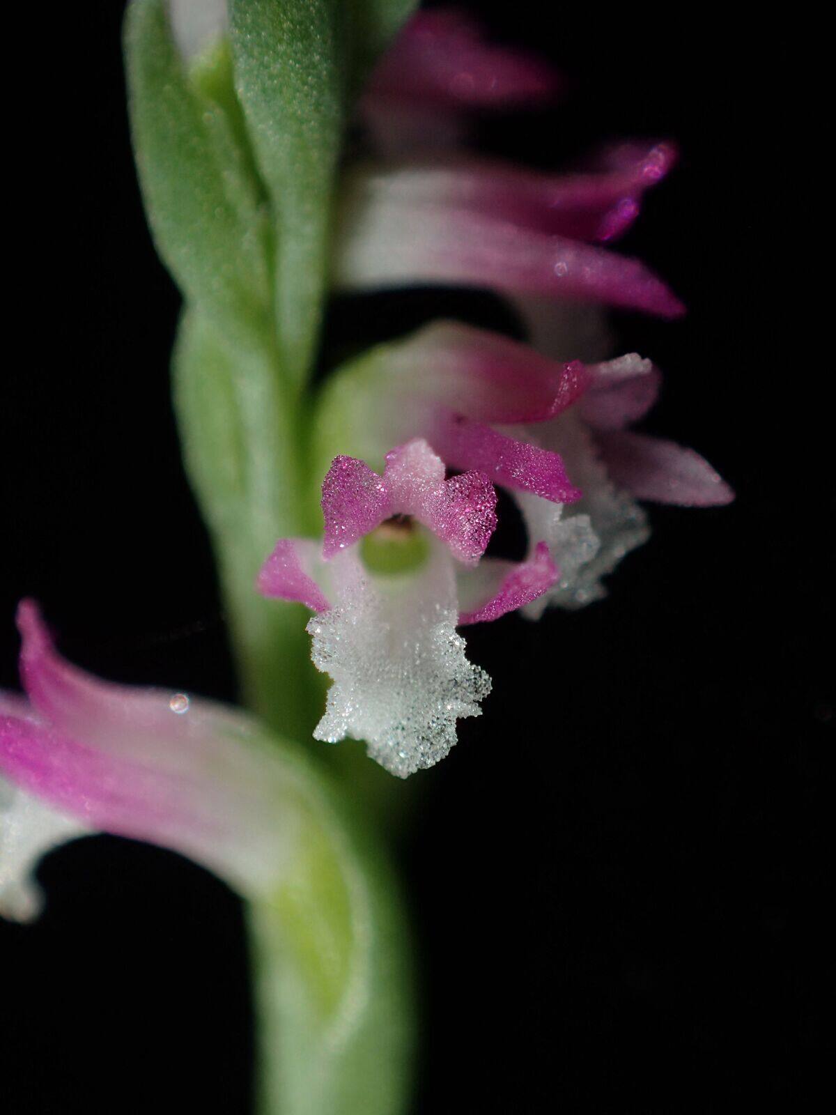 Japon découverte d’une nouvelle espèce d’orchidée ressemblant à du — free download