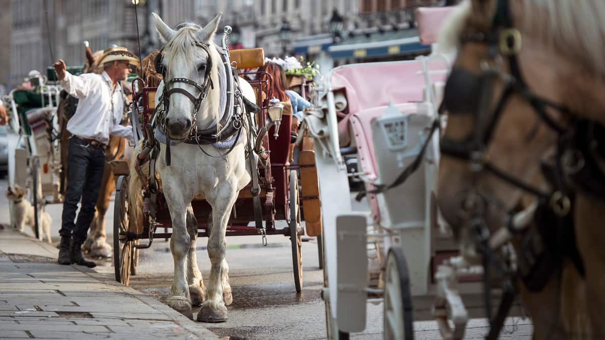 Calèches: où en sont les cochers à Montréal?