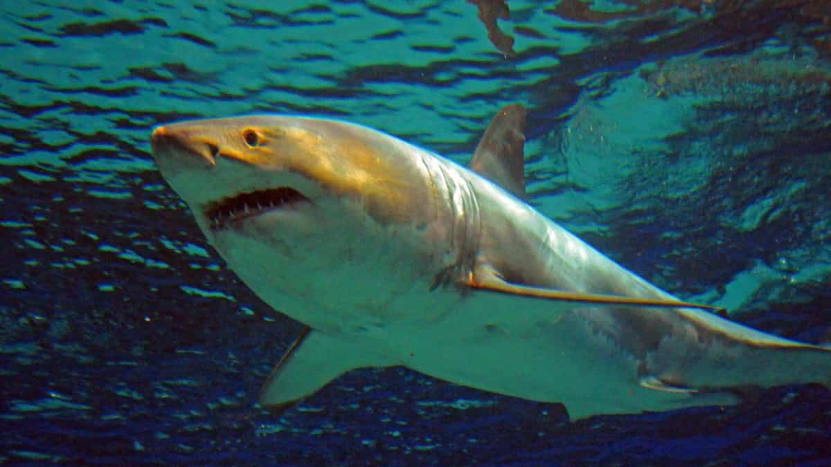 Une vlogueuse mange un grand requin blanc, la police enquête