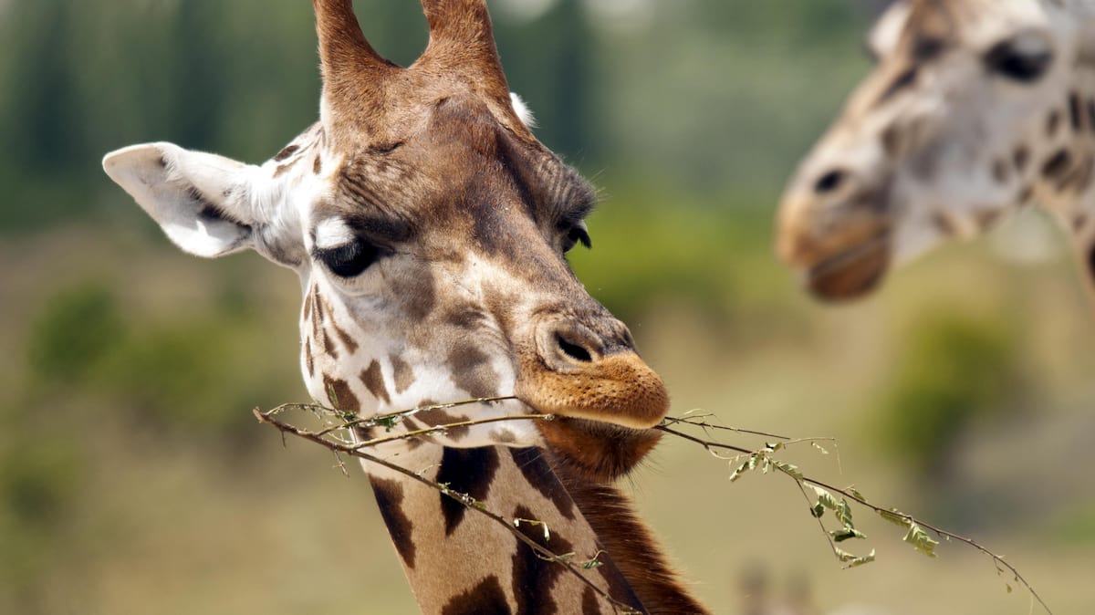 Les herbivores sont plus à risque d'extinction que les prédateurs | TVA