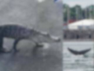 9 fois où des animaux ont créé l'émoi