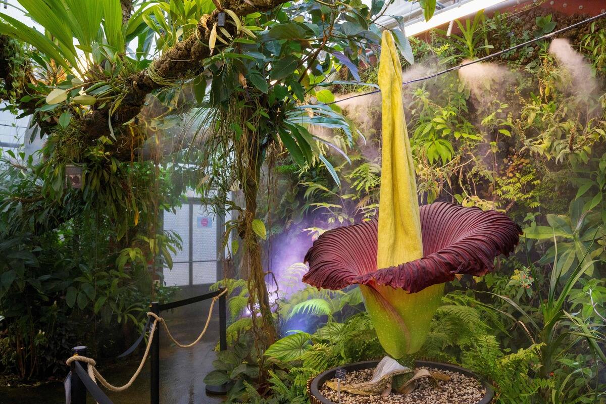 Fleur rare et g&eacute;ante, le &laquo;P&eacute;nis de Titan&raquo; attire les foules en Belgique