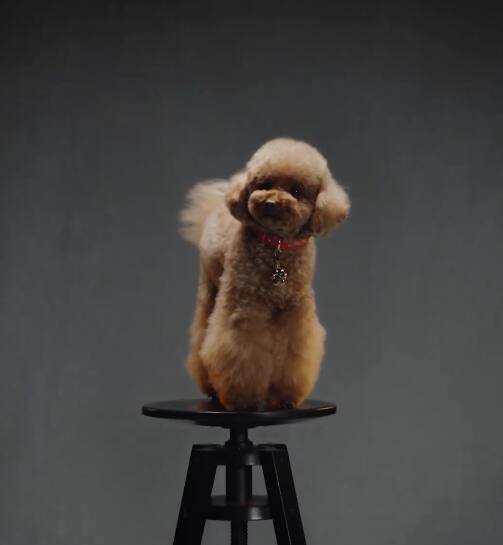 ドルチェ＆ガッバーナの犬用香水：獣医師の全会一致で承認されていない製品