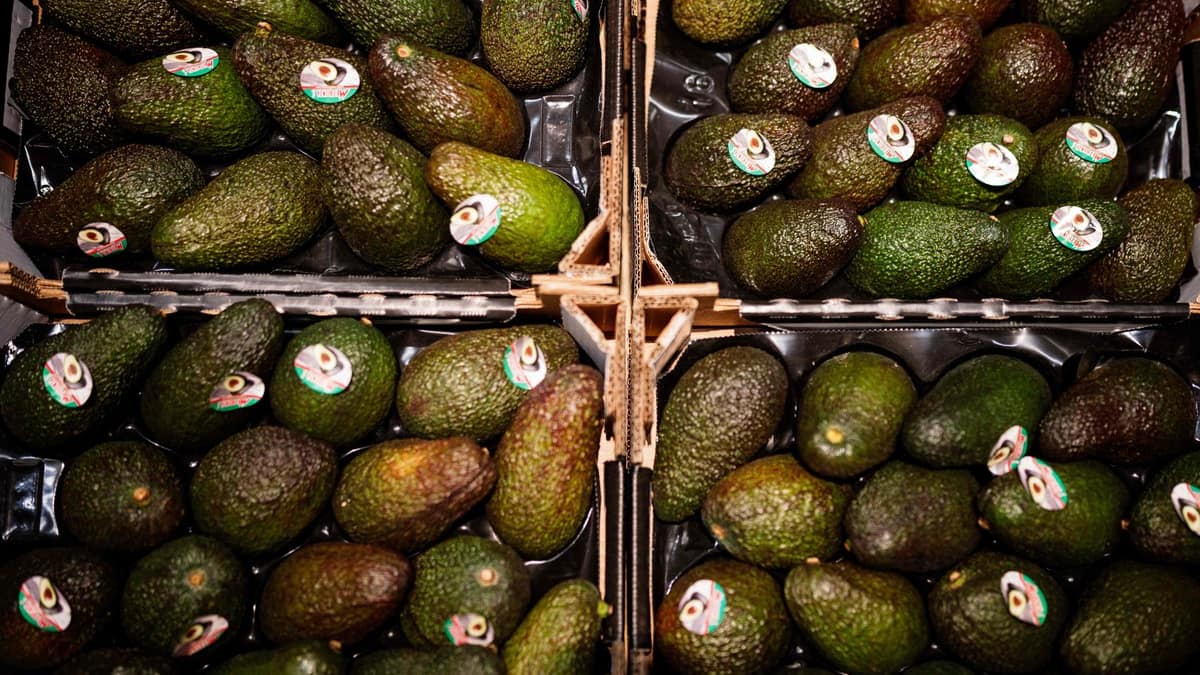 Plus de 40 tonnes d’avocats volés