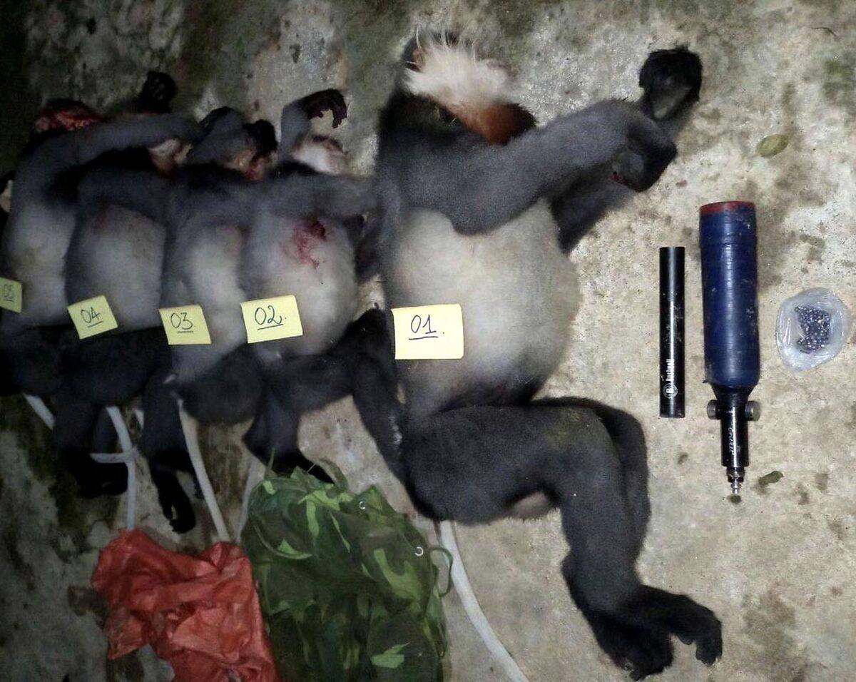 Vietnam: Five endangered monkeys were cut down