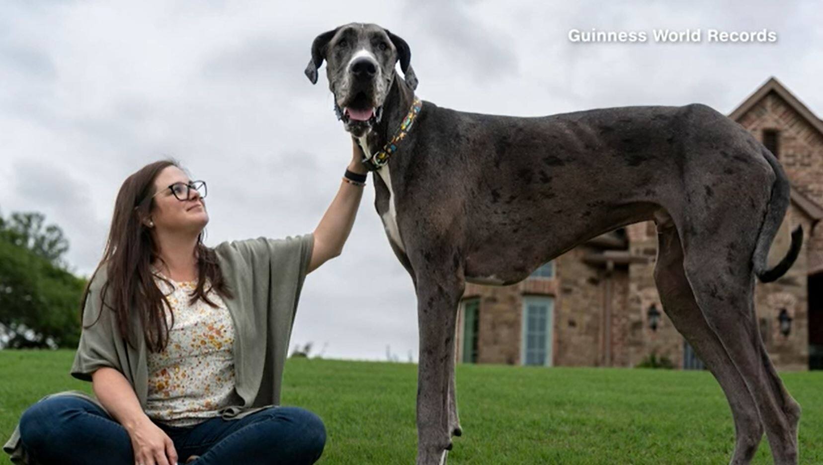 Zeus devient le chien le plus grand du monde