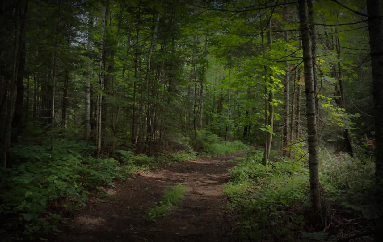 D&eacute;fendre nos for&ecirc;ts