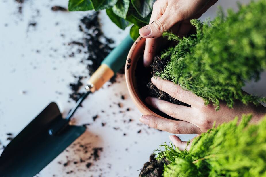 Image principale de l'article Comment planifier son potager avant l'été?