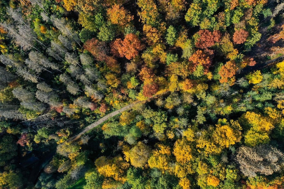 Image principale de l'article Les forêts du Québec épargnées par le feu