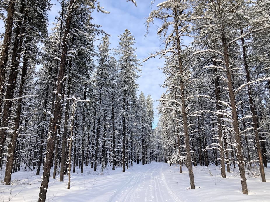 Image principale de l'article Protéger une des dernières forêts naturelles