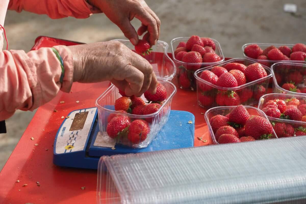 Des fraises à 7$ cultivées l’hiver au Québec: une bonne affaire? | 24 ...