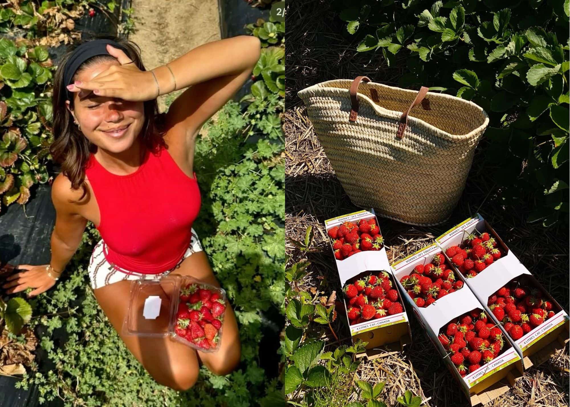 11 champs où faire la cueillette de fraises