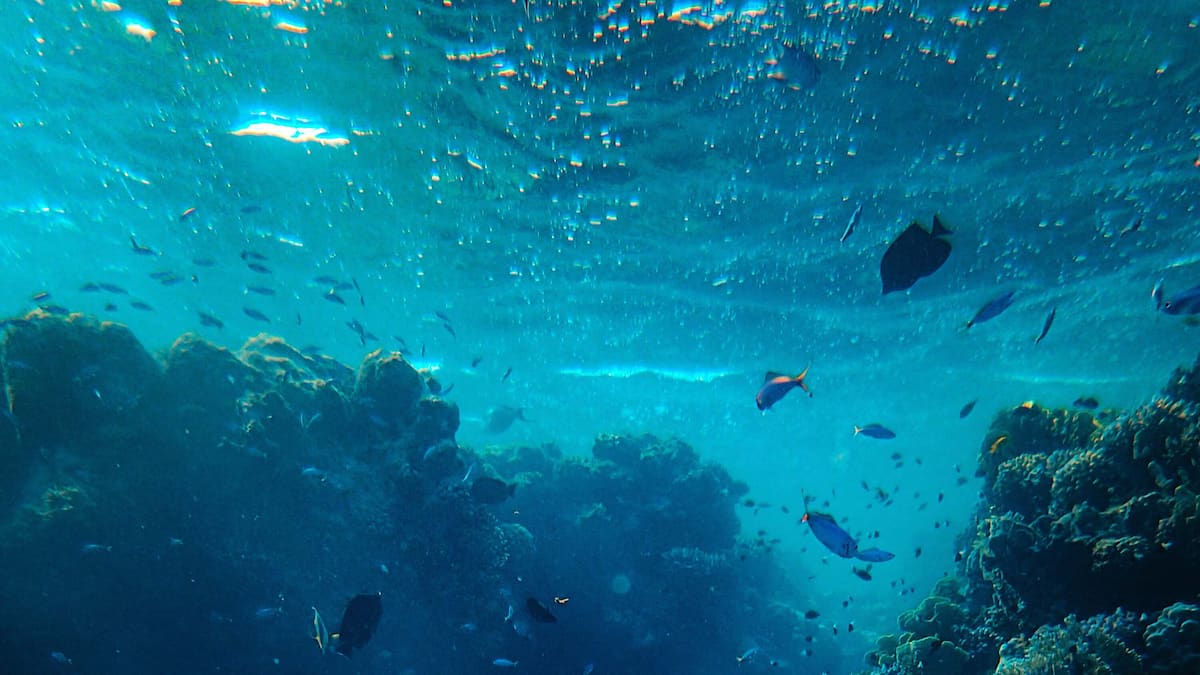 An invisible heat wave source of mass mortality in the Atlantic Ocean An invisible heat wave source of mass mortality in the Atlantic Ocean